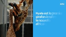 Zoo de La Flèche : un girafon naît dans la nouvelle plaine africaine