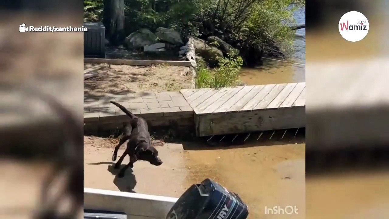 Pies myśli, że jego opiekun nie może wrócić do brzegu. Pomysł, na jaki wpada, by go ratować jest niebywały!