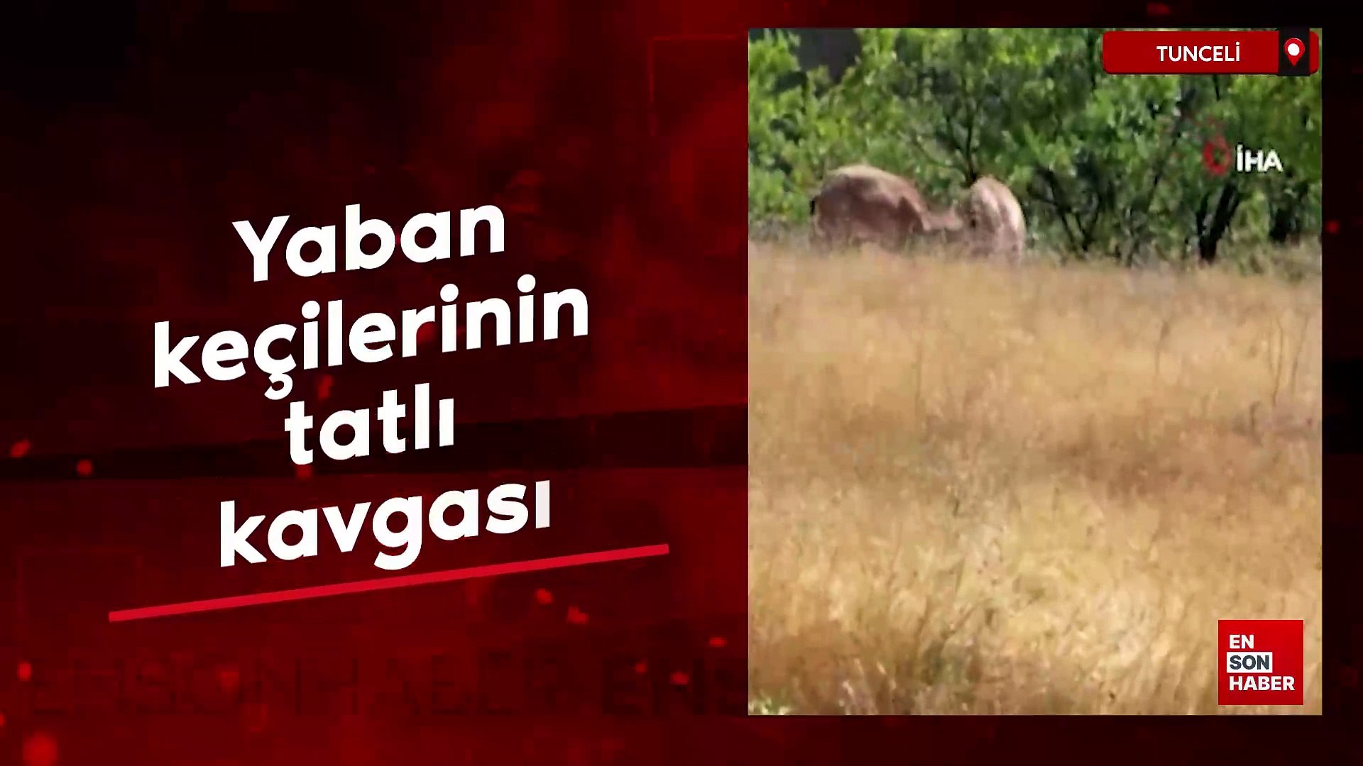 Tunceli'de yaban keçilerinin tatlı kavgası