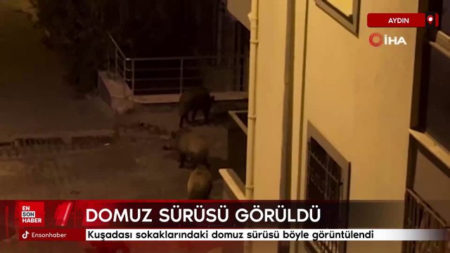 Kuşadası sokaklarındaki domuz sürüsü böyle görüntülendi