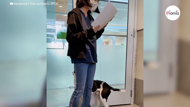 Pies trafia do schroniska. Kiedy pracownicy odkrywają jego przeszłość, natychmiast przestają szukać mu domu