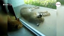 Kot budzi śpiącego rysia. Reakcja dzikiego kota jest przezabawna (video)