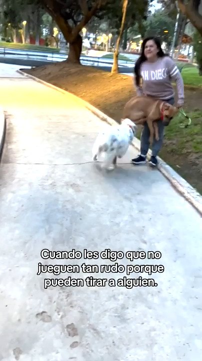 Playful Dogs Knock Over Woman While Running Around in Park