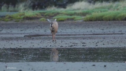 Encuentran en Magallanes un mamífero que se creía extinto desde 1979
