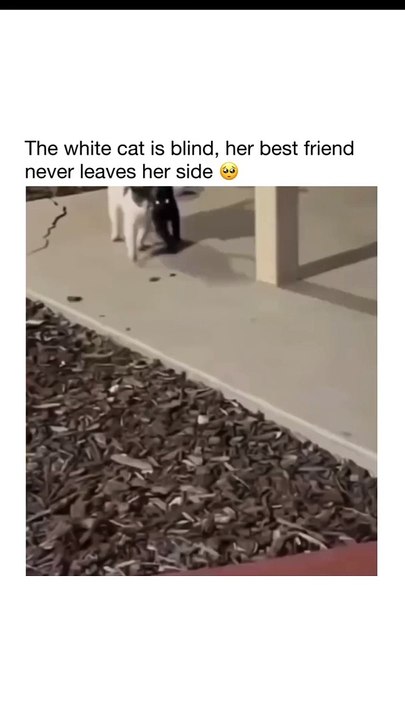 W cat, bestfriend forever