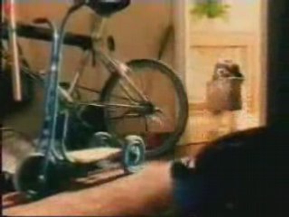 chien qui fait ses valise à cause de la télé