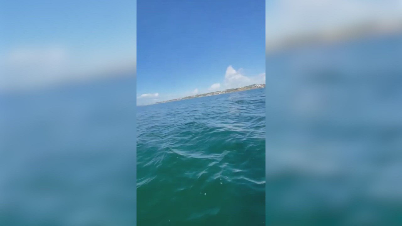Terrifying orca encounter: woman battles fear while paddleboarding in New Zealand!
