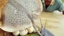@الحيوانات البحرية النادرة