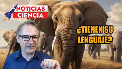 LOS ELEFANTES son más INTELIGENTES de lo que pensábamos
