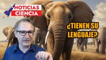 LOS ELEFANTES son más INTELIGENTES de lo que pensábamos