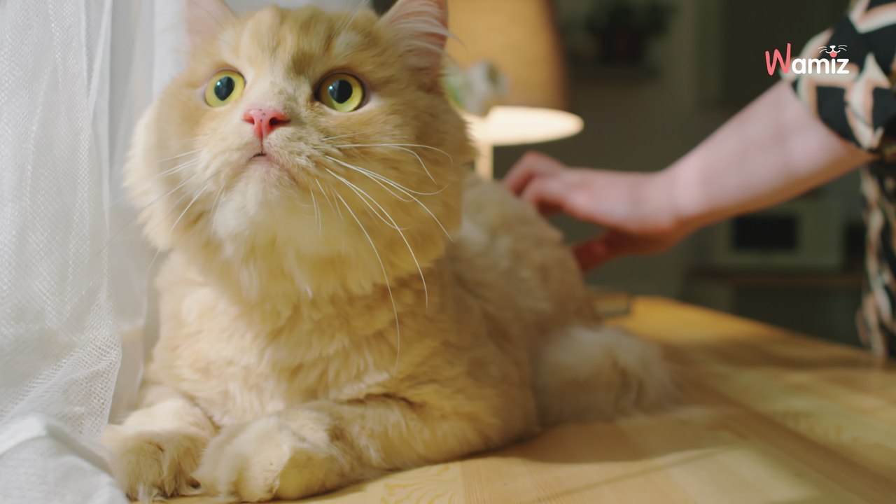 Une femme nourrit des oiseaux, mais un tout autre animal apparaît dans son jardin !