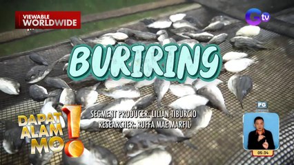 Maliliit na isda sa Masbate, lumulobo raw ang tiyan kapag natatakot?! | Dapat Alam Mo!
