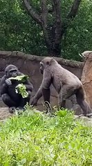 Tender moment between #gorilla siblings