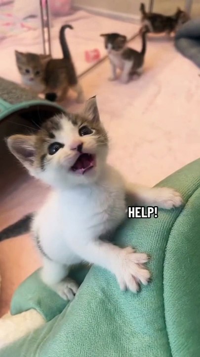 Little cat