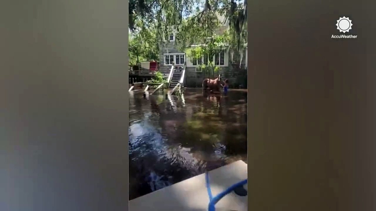 Horses rescued from Debby floodwaters in Florida