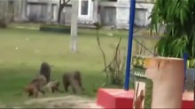 Funniest Animals - Cute Cats and Dogs Funny Videos Compilation