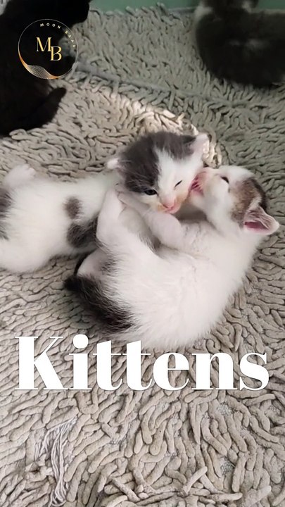 Cute kitten video \ Moon Baar