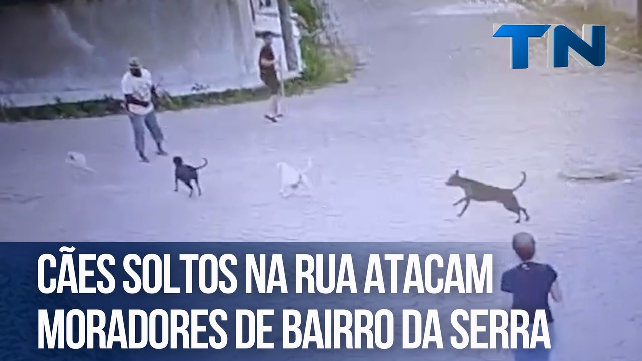 Cães soltos na rua atacam moradores de bairro da Serra