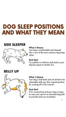 " 6 Dog Sleep Positions DECODED! What Your Pup's Telling You  #DogBehavior #PetSecrets"