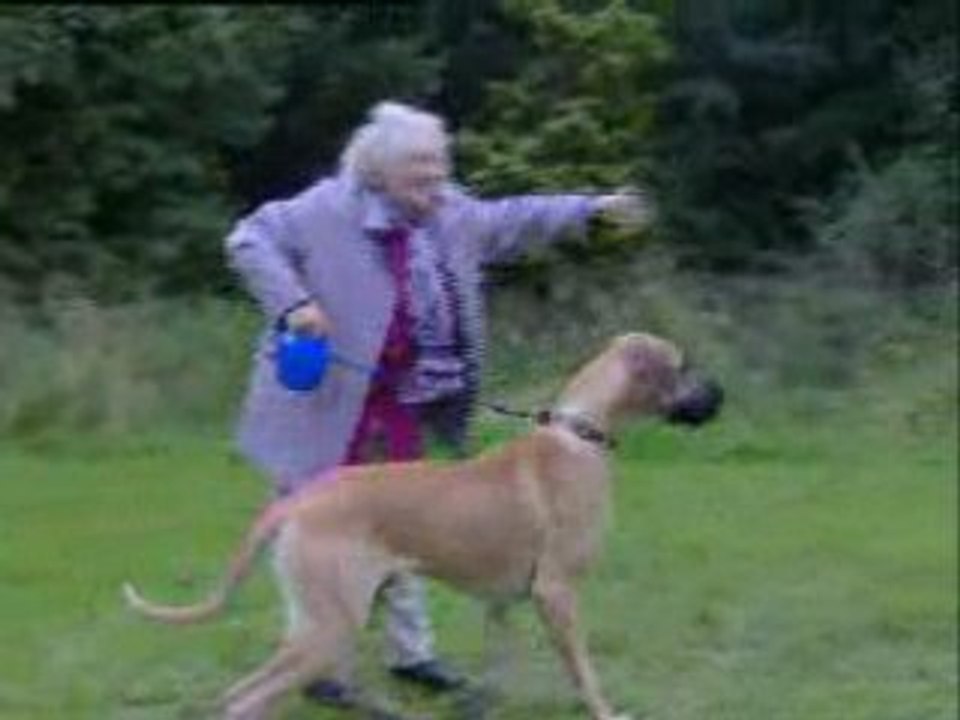 Funny - granny gets pulled by big dog