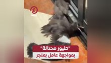 "طيور محتالة" بمواجهة عامل بمتجر
