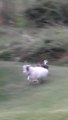 Chicken Chases Sneaky Goat Hiding Inside Coop