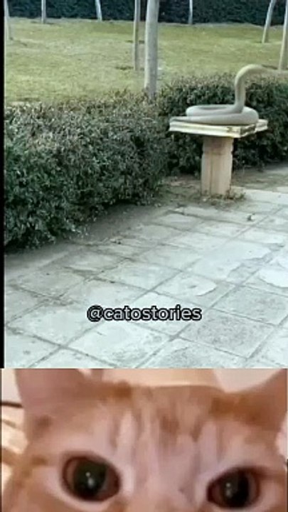 Cat reaction 
