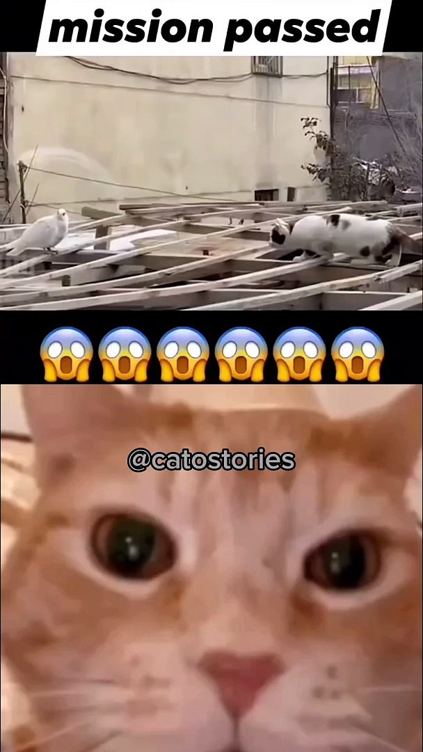 Cat reaction