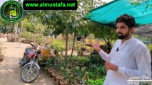 Get Free tree from Mustafai Tehreek and Plant at your Home || Tree Plantation | Darakht Lagao