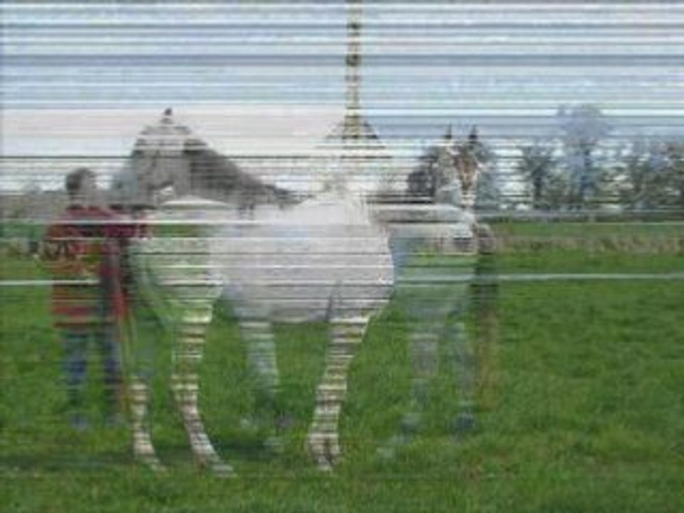 Montage photos du 15-04-08_0004