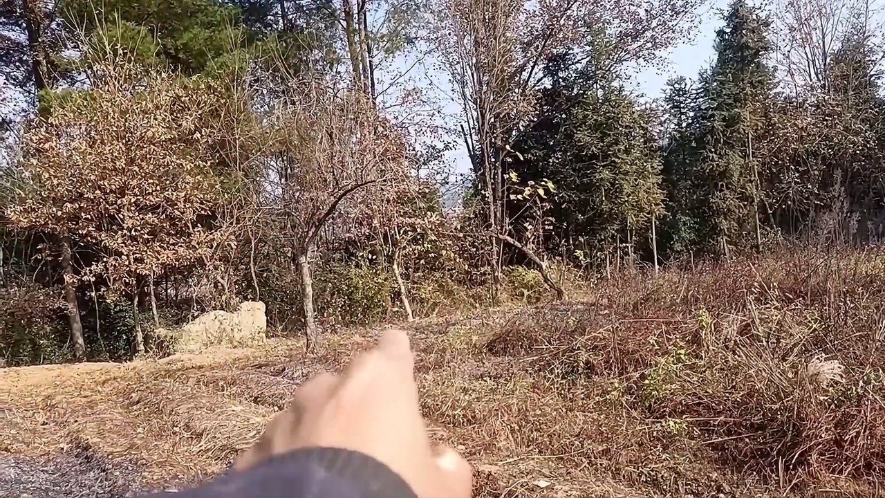 YELLOW JACKET NEST REMOVAL,VESPA MANDARINIA,GIANT MURDER HORNET,ASIAN WASP MASSIVE INFESTATION