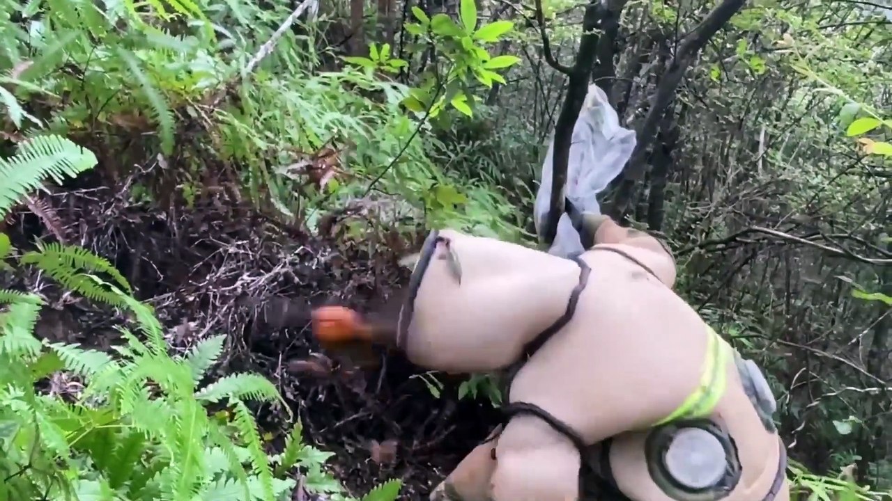 YELLOW JACKETS GROUND NEST REMOVAL,VESPA MANDARINIA,GIANT MURDER HORNET,WASP GROUND BEE NEST