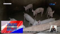 Dept. of Agriculture – Walang problema sa supply ng karneng baboy sa kabila ng ASF; walang dahilan para magtaas-presyo | Unang Balita