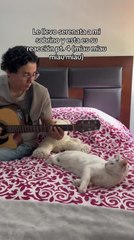 Cat Walks Away as His Owner Sings Love Song For Him