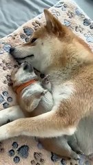 the dog is sleeping ☺️#wildlife #dog