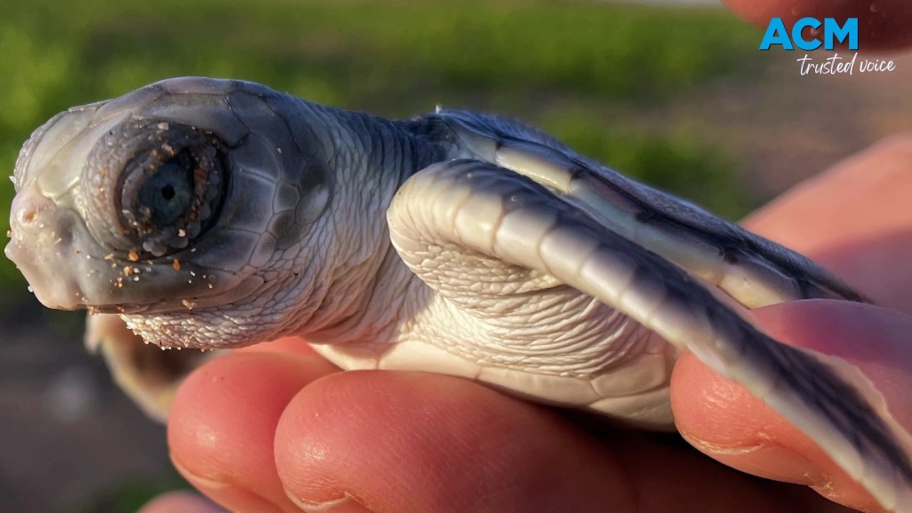 Bare Sand Island turtles