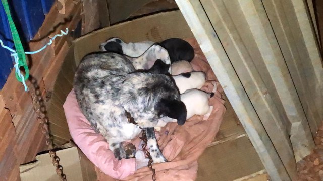 “De tanta fome, a cachorra comeu os próprios filhotes”, diz casal que reclama de animais que são abandonados no Lago Azul