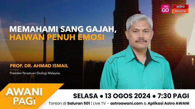 AWANI Pagi: Memahami Sang Gajah, haiwan penuh emosi