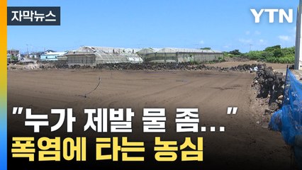 [자막뉴스] "물이 없어요"...폭염에 타들어가는 농심·밭작물 / YTN