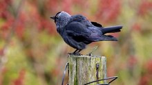 The Jackdaw: Close Up HD Footage (Corvus monedula)