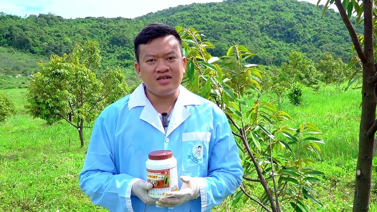 Hướng dẫn sử dụng SagoFort 10GR để phòng trừ tuyến trùng trên cây sầu riêng