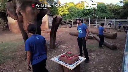 NO COMMENT: La elefanta Lanka come tarta al cumplir años en el parque nacional croata de Brijuni