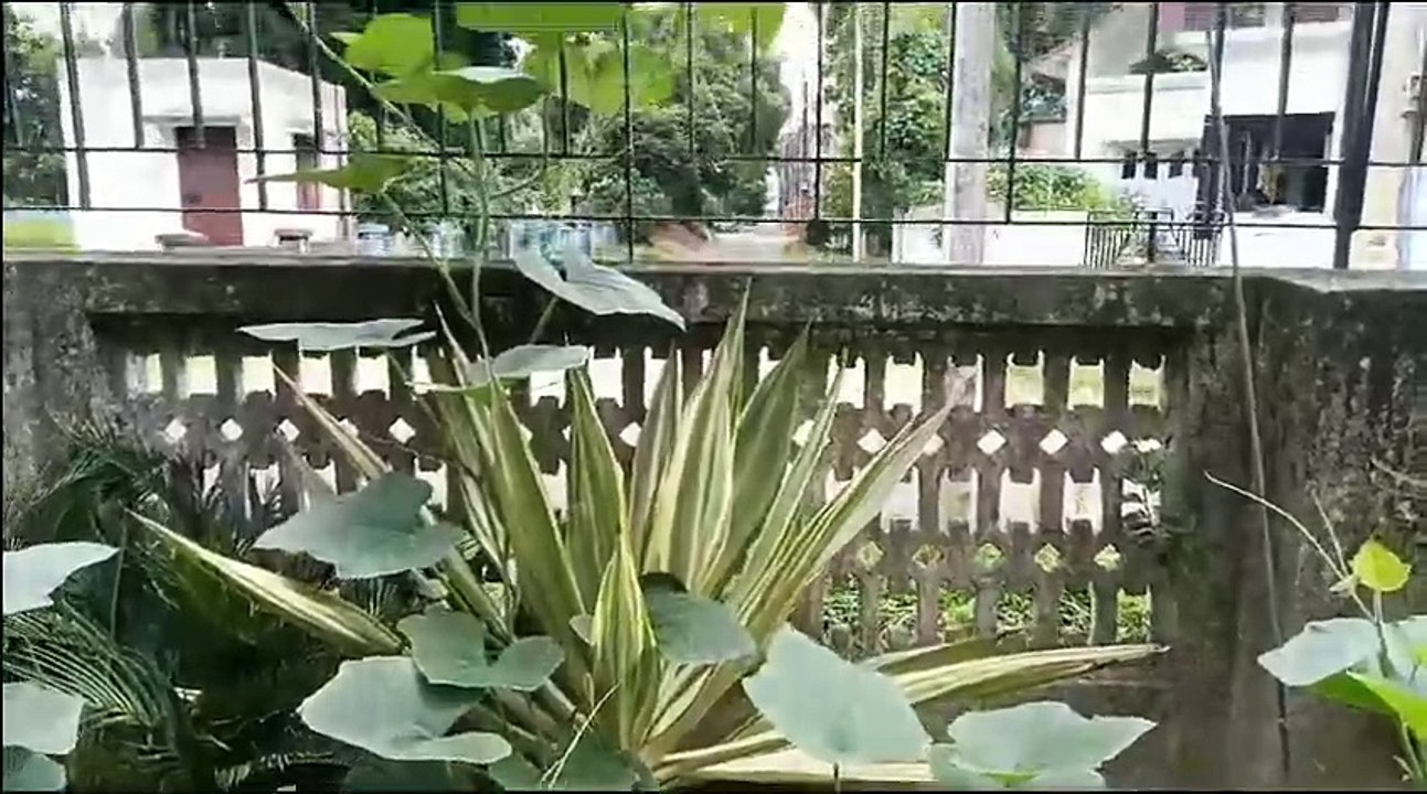 Guess this climberplant ?