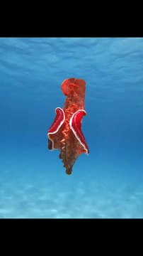 Sea Life | Beautiful Fishes |Sea Life Explorer