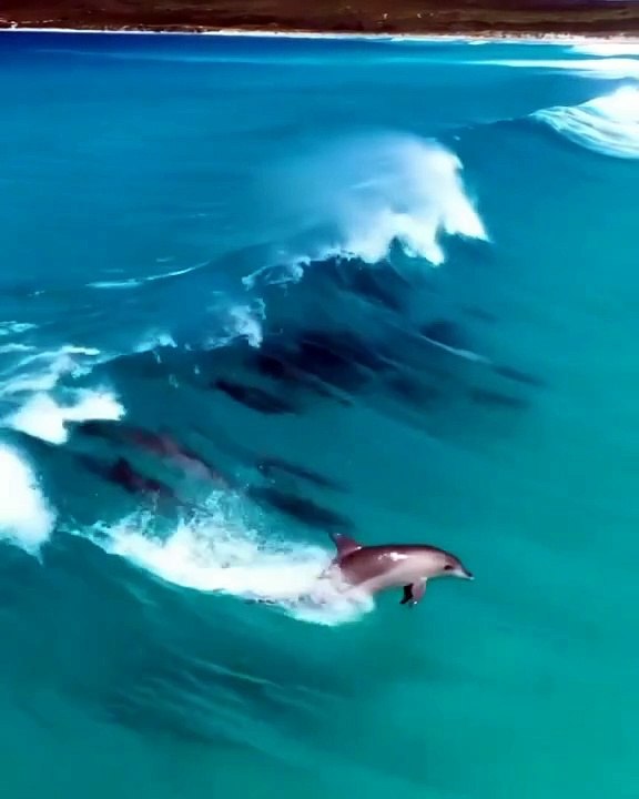 Sea Life | Dolphins | Sea Life Explorer