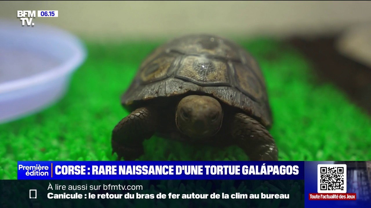 Corse: rare naissance d'une tortue Galápagos à Ajaccio, une première en France