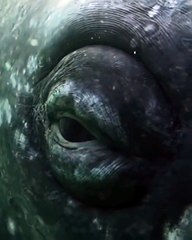 Sea Life | Gaze Of A Grey Whale | Sea Life Explorer