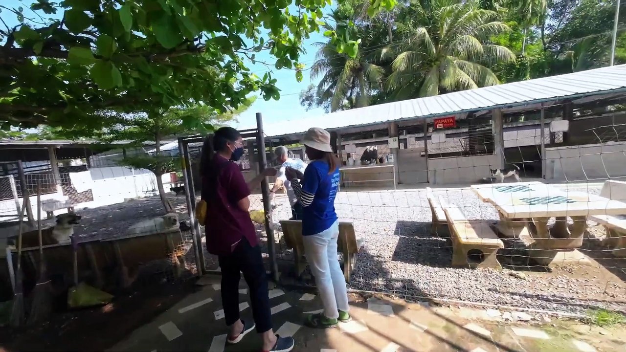 Die Tierärztin kommt und sterilisiert. Teil 6 #Tierheim #shelter #hunde #spenden #tierschutz