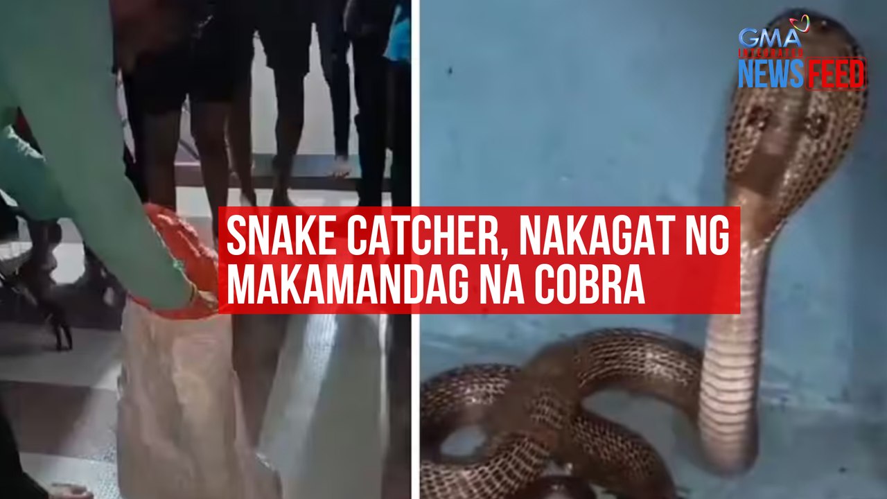 Snake catcher, nakagat ng makamandag na cobra | GMA Integrated Newsfeed