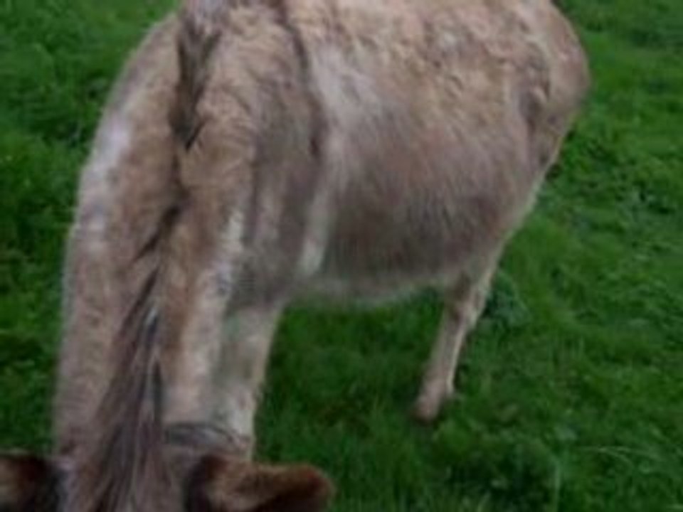 Casimir